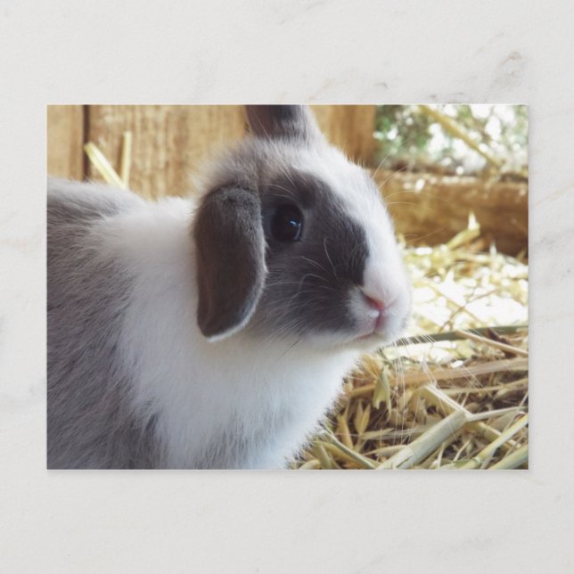 Silver Postcard (Front)