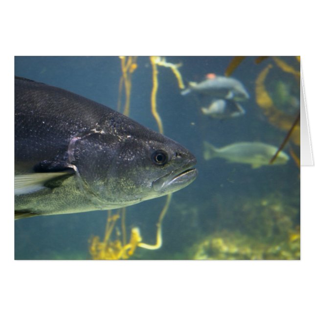 Silver Salmon Card (Front Horizontal)