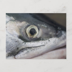 Silver Salmon Face Postcard