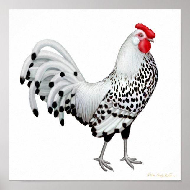 Silver Spangled Hamburg Rooster Print (Front)
