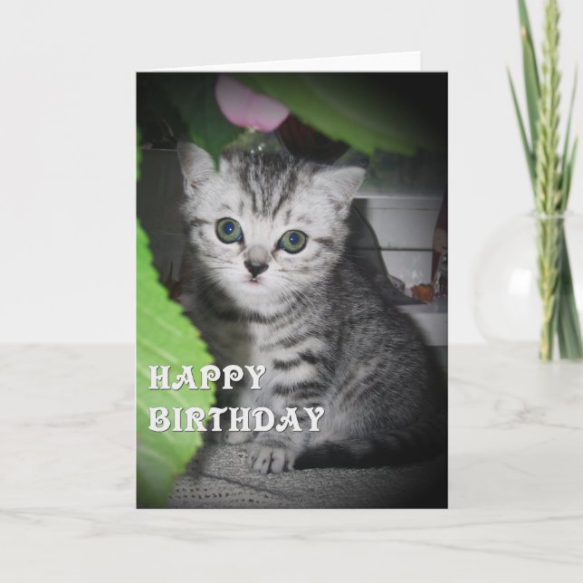 Silver spotted - Kitten Birthday Card (Front)