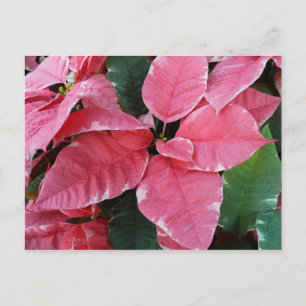 Silver Star Marble Poinsettias Pink Holiday Floral