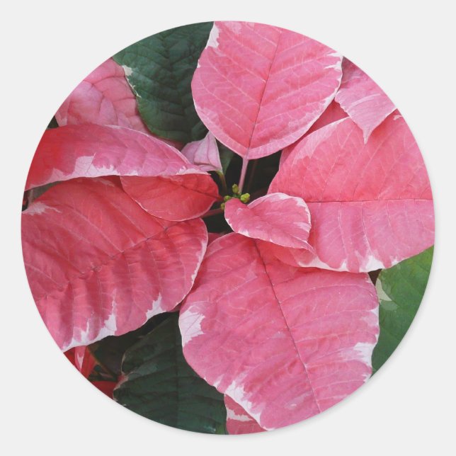 Silver Star Marble Poinsettias Pink Holiday Floral Classic Round Sticker (Front)