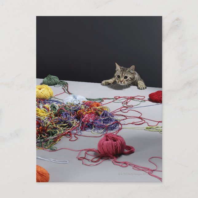 Silver tabby cat climbing over edge of table postcard (Front)