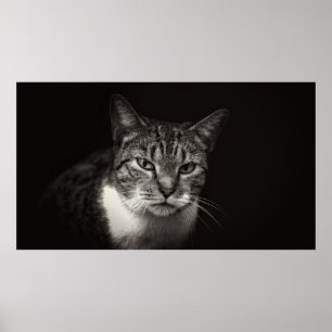 SILVER TABBY CAT POSTER
