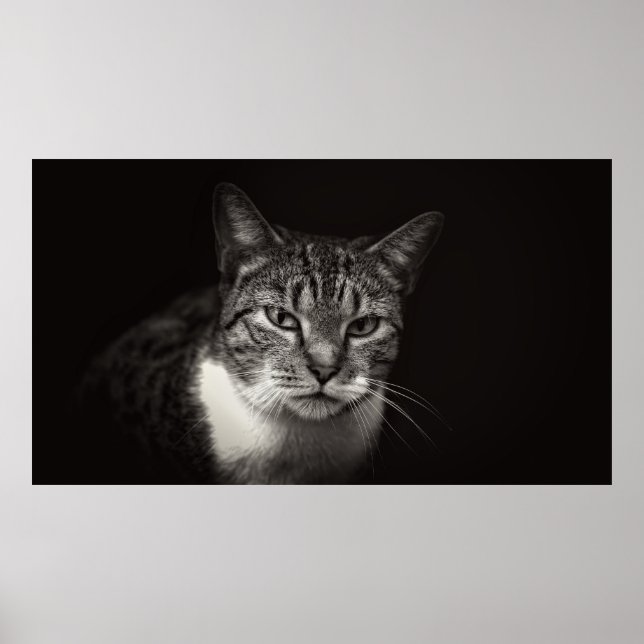 SILVER TABBY CAT POSTER (Front)