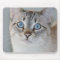 Silver Tabby Siamese Mouse Pad
