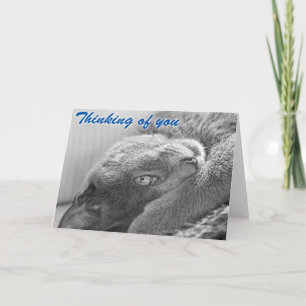 Silver the Cat Greeting Card
