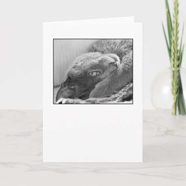 Silver the Cat Greeting Card (Front)
