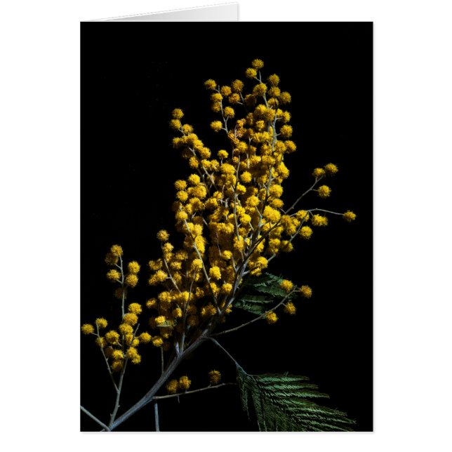 Silver Wattle Flowers (Front)