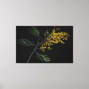 Silver Wattle Flowers Canvas Print