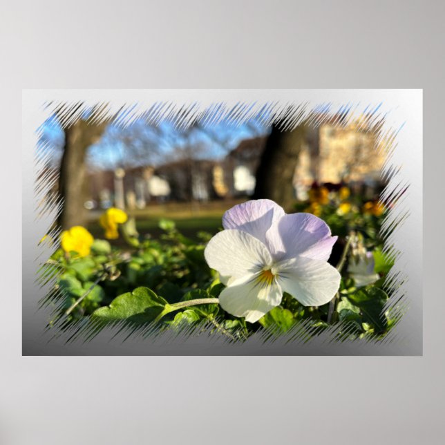 Silver white pansy poster (Front)