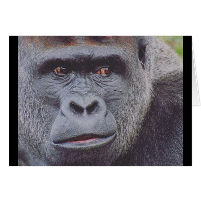 silverback (Front Horizontal)