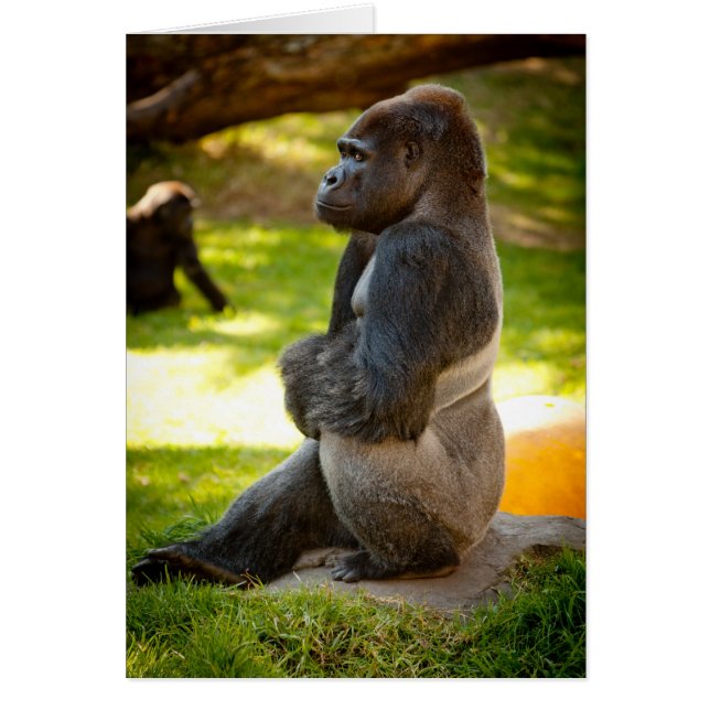 Silverback Gorilla (Front)