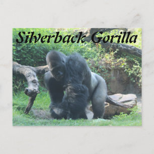 Silverback Gorilla # 1 Postcard