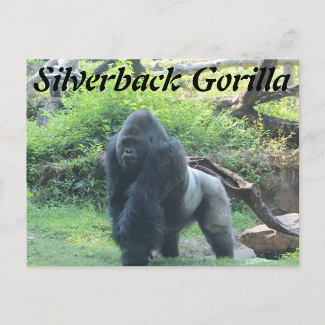 Silverback Gorilla # 2 Postcard (Front)