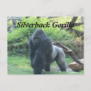 Silverback Gorilla # 4 Postcard