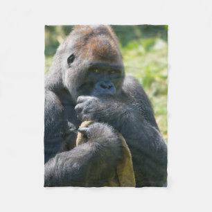 Silverback Gorilla And His Blanket