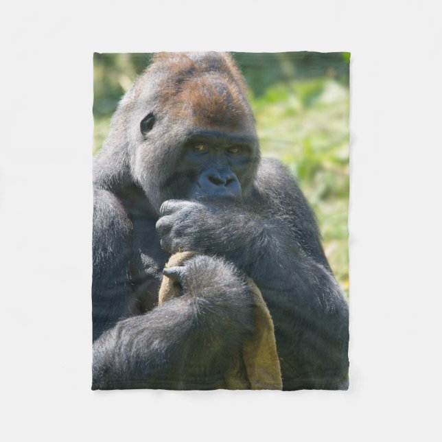 Silverback Gorilla And His Blanket (Front)