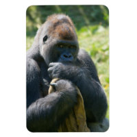 Silverback Gorilla And His Blanket