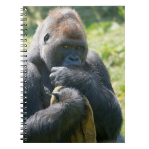 Silverback Gorilla And His Blanket Notebook
