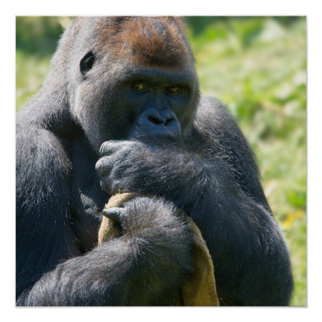 Silverback Gorilla And His Blanket Poster (Front)