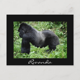 Silverback gorilla black Rwanda postcard