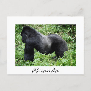 Silverback gorilla in Rwanda white postcard