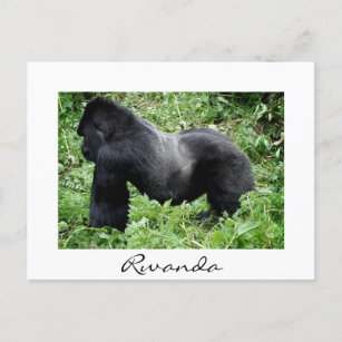 Silverback gorilla in Rwanda white postcard