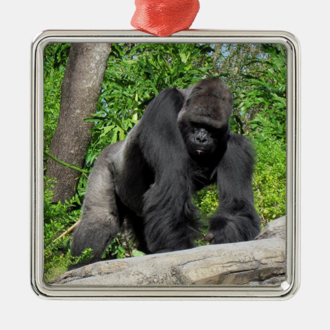 Silverback Gorilla Ornament (Front)