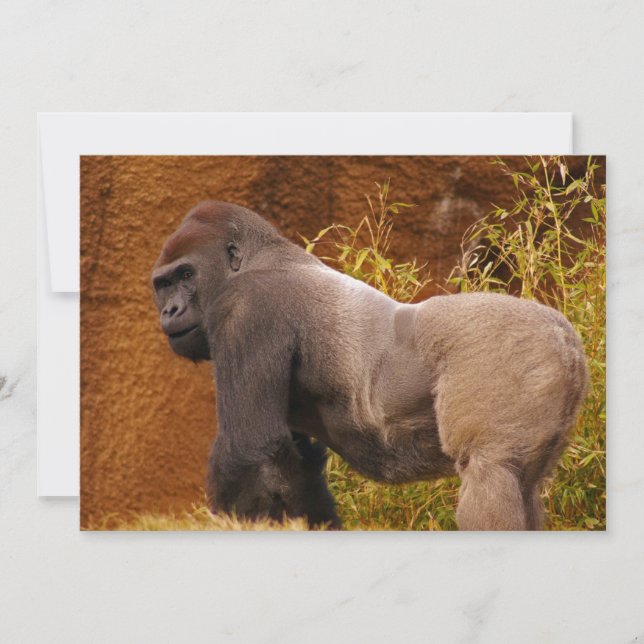 Silverback Gorilla Photo Invitation (Front)