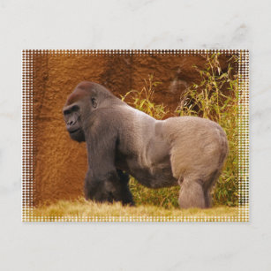 Silverback Gorilla Photo Postcard