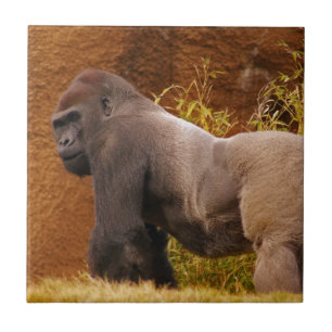 Silverback Gorilla Photo Tile