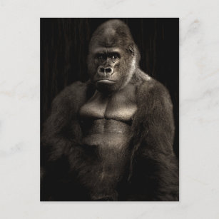 Silverback Gorilla Portrait - Wildlife Postcard