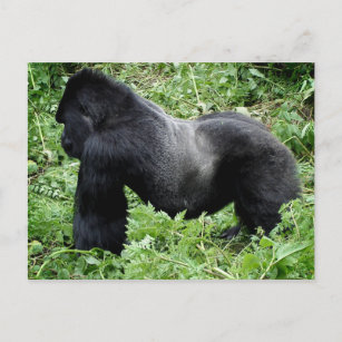 Silverback gorilla postcard