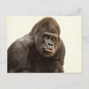silverback gorilla postcard