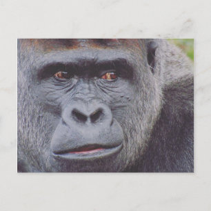 silverback gorilla postcard