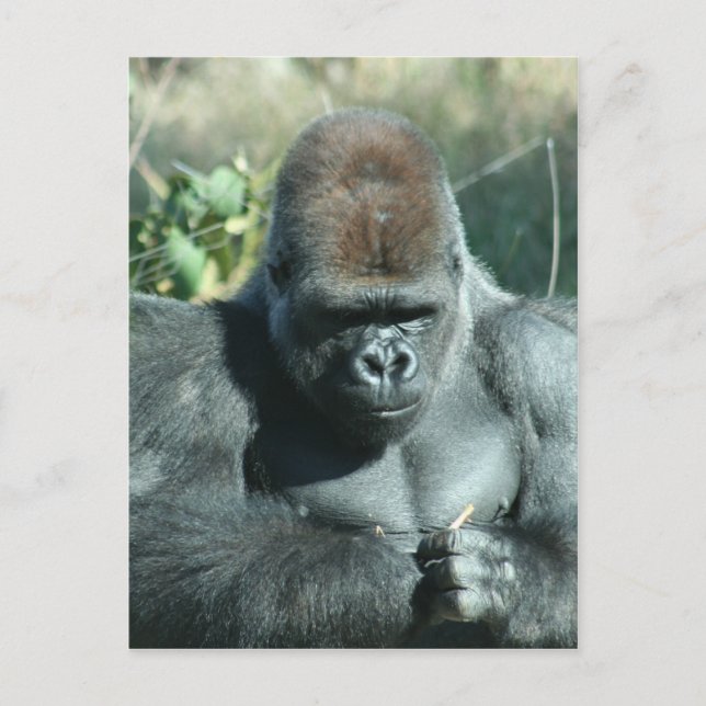 Silverback Gorilla Postcard (Front)