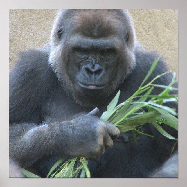 Silverback Gorilla Poster Print (Front)