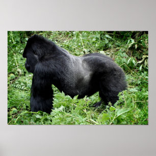 Silverback gorilla poster print