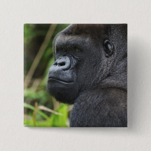 Silverback Lowland Gorilla, Gorilla Captive 2 Inch Square Button