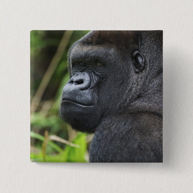 Silverback Lowland Gorilla, Gorilla Captive 2 Inch Square Button (Front)