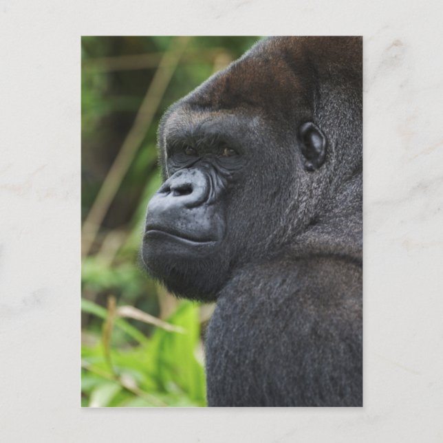 Silverback Lowland Gorilla, Gorilla Captive Postcard (Front)