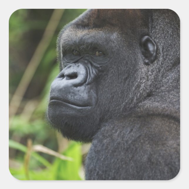 Silverback Lowland Gorilla, Gorilla Captive Square Sticker (Front)
