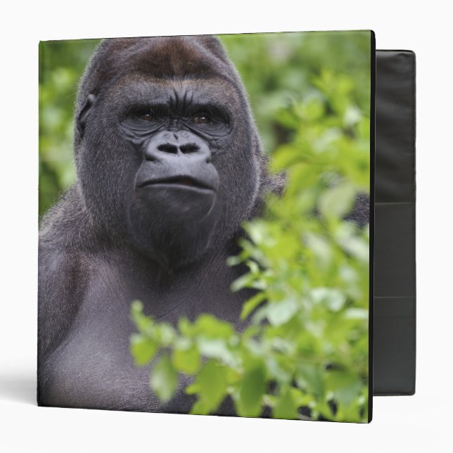 Silverback Lowland Gorilla, Gorilla gorilla, Binder (Front/Inside)