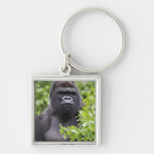 Silverback Lowland Gorilla, Gorilla gorilla, Keychain
