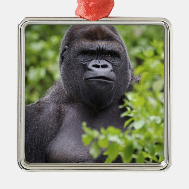 Silverback Lowland Gorilla, Gorilla gorilla, Metal Ornament (Front)