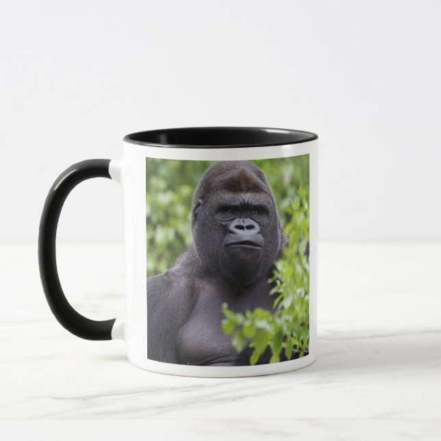 Silverback Lowland Gorilla, Gorilla gorilla, Mug (Left)
