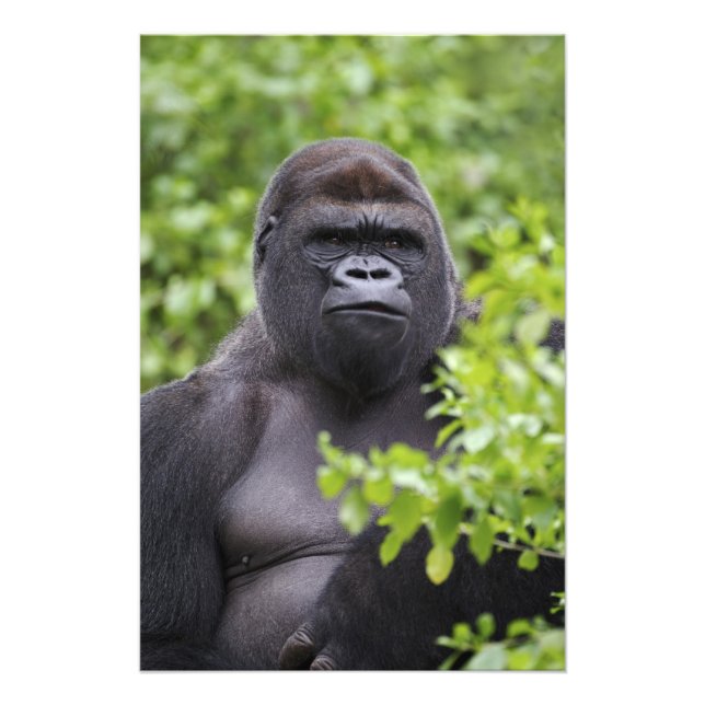 Silverback Lowland Gorilla, Gorilla gorilla, Photo Print (Front)