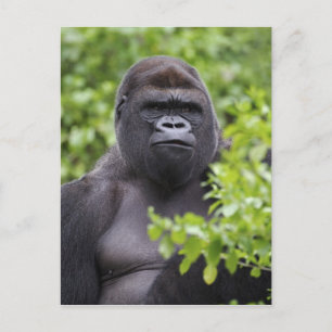 Silverback Lowland Gorilla, Gorilla gorilla, Postcard